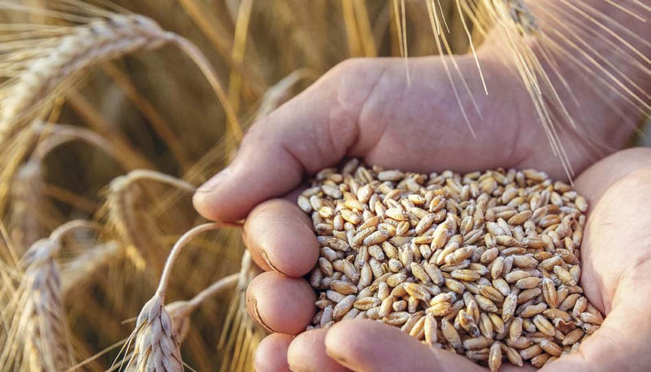 Bäckerei Gnaier – Kraft der Natur